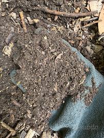 Sacchetto di terreno di sotto bosco per piante