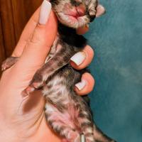 Cuccioli di Maine coon