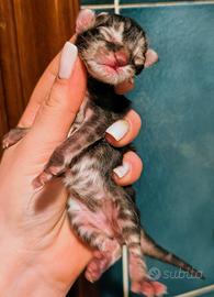 Cuccioli di Maine coon