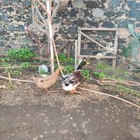 Galli, galline e anatre