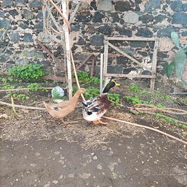 Galli, galline e anatre