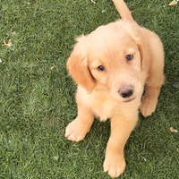 Golden retriever cucciolo