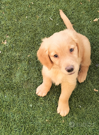 Golden retriever cucciolo