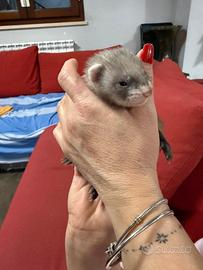 Baby furetto Mascherina