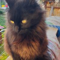 Gatto similnorvegese