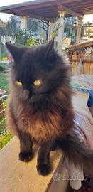 Gatto similnorvegese