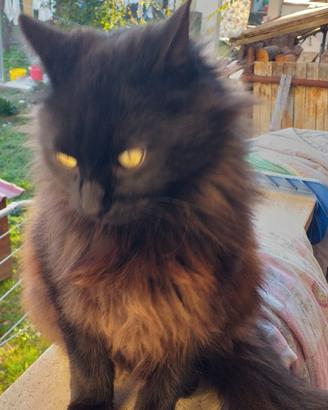 Gatto similnorvegese