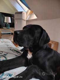  CANE CORSO MIX DOGO ARGENTINO 8 MESI
