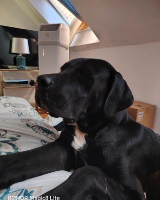  CANE CORSO MIX DOGO ARGENTINO 8 MESI