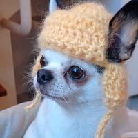 Cappello per Toy chihuahua o gatto