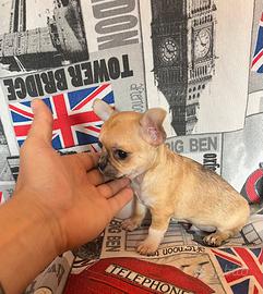 Chihuahua Maschio, dimensione mini toy