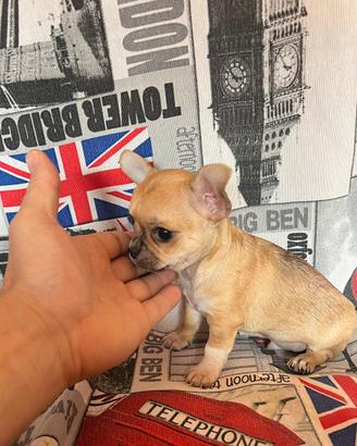 Chihuahua Maschio, dimensione mini toy