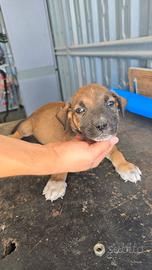 Pitbull ukc