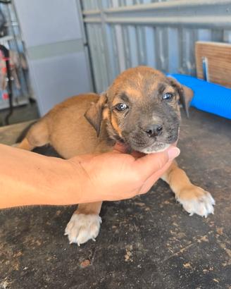 Pitbull ukc