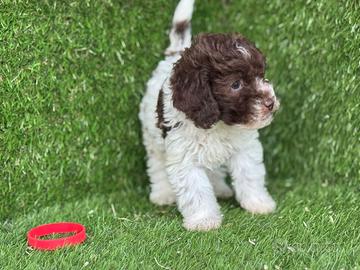 Lagotto romagnolo