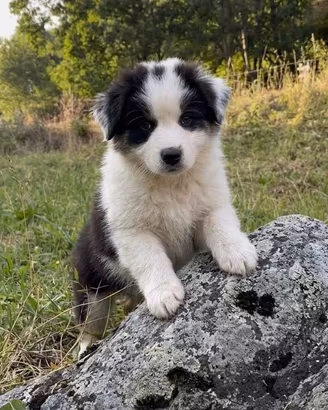 Cucciolo di pastore australiano