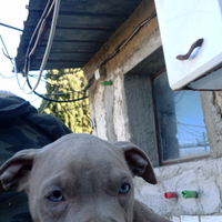 Cucciola di pitbull terrier di due mesi