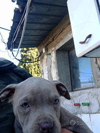 Cucciola di pitbull terrier di due mesi