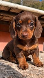 BASSOTTI NANI CUCCIOLI CHOCOLATE - bassotto nano