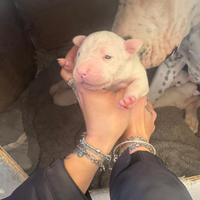 Dogo argentino