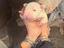 Immagine 1