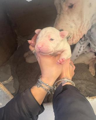 Dogo argentino