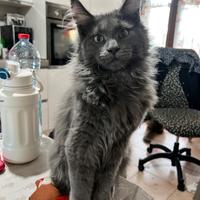 Cuccioli Maine coon