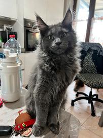 Cuccioli Maine coon