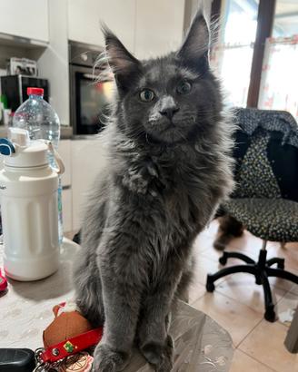 Cuccioli Maine coon