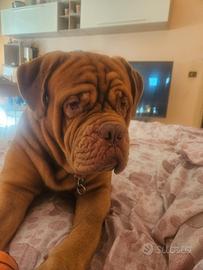 Dogue de bordeaux