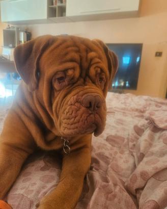 Dogue de bordeaux
