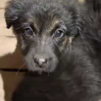 Cuccioli incrocio labrador e pastore tedesco
