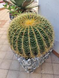 bellissime piante grasse