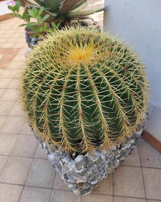 bellissime piante grasse