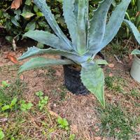 Piante agave
