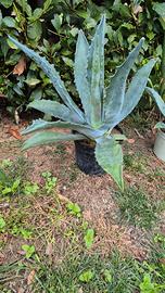 Piante agave