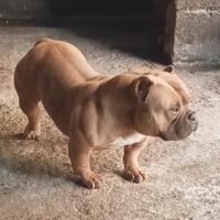 American Bully pocket Extreme micro