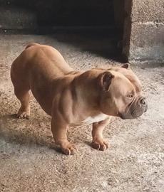 American Bully pocket Extreme micro