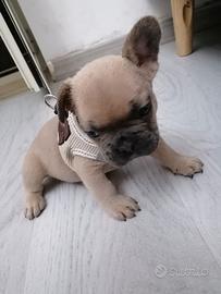 Bulldog francese