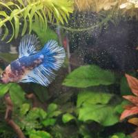 Pesce Betta splendens