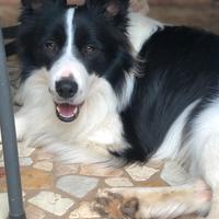 Border collie maschio PER RIPRODUZIONE