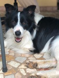 Border collie maschio PER RIPRODUZIONE