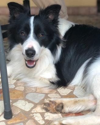 Border collie maschio PER RIPRODUZIONE