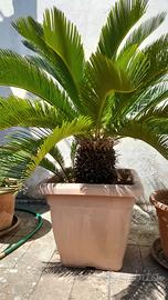 Cycas o cicas