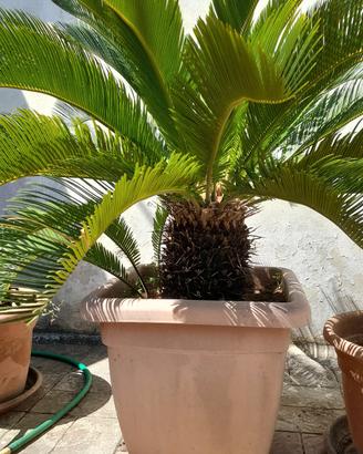 Cycas o cicas