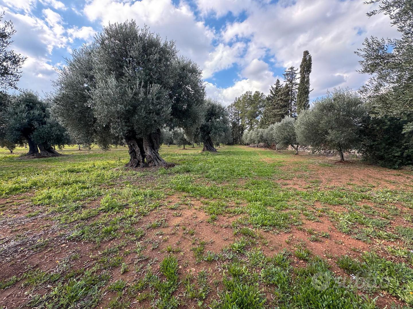 Terreno 5000 m²(+5000) - Altro
