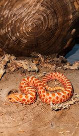 Nasicus Albino