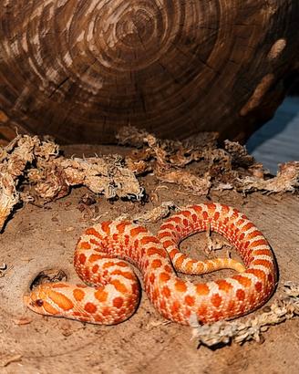 Nasicus Albino