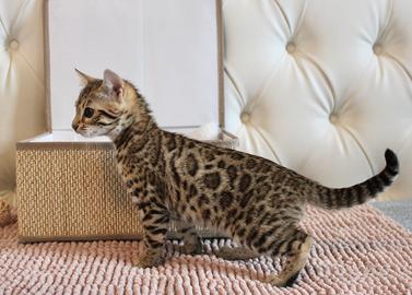 Gatti bengala cuccioli
