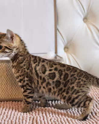 Gatti bengala cuccioli